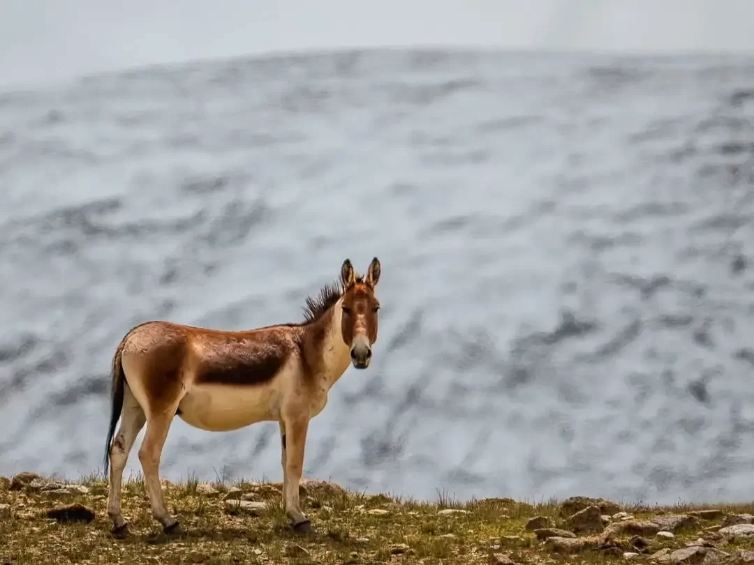 Hanle Ladakh Tibetan Wild Ass Kiang portrait misty Changthang plateau rugged hills, pregnant kiang Equus kiang moorcrofti wildlife sanctuary, perfect Hanle nature safari package. 
