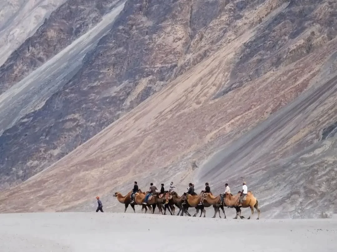 Camel safari riders procession dramatic Ladakh mountains sand dunes backdrop Hunder Nubra Valley double hump Bactrian camels tour package Diskit Leh perfect cold desert adventure trekking experience.