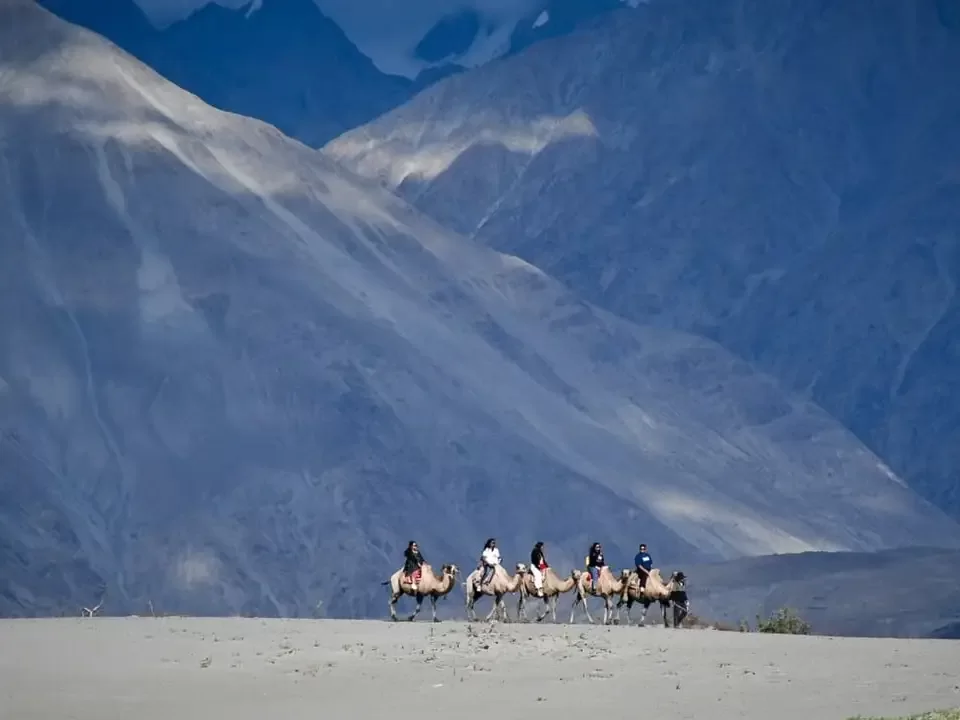 Bactrian camel safari group riders snowy Ladakh peaks sand dunes backdrop Hunder Nubra Valley double hump camels tour package Diskit Leh perfect cold desert adventure photography experience.