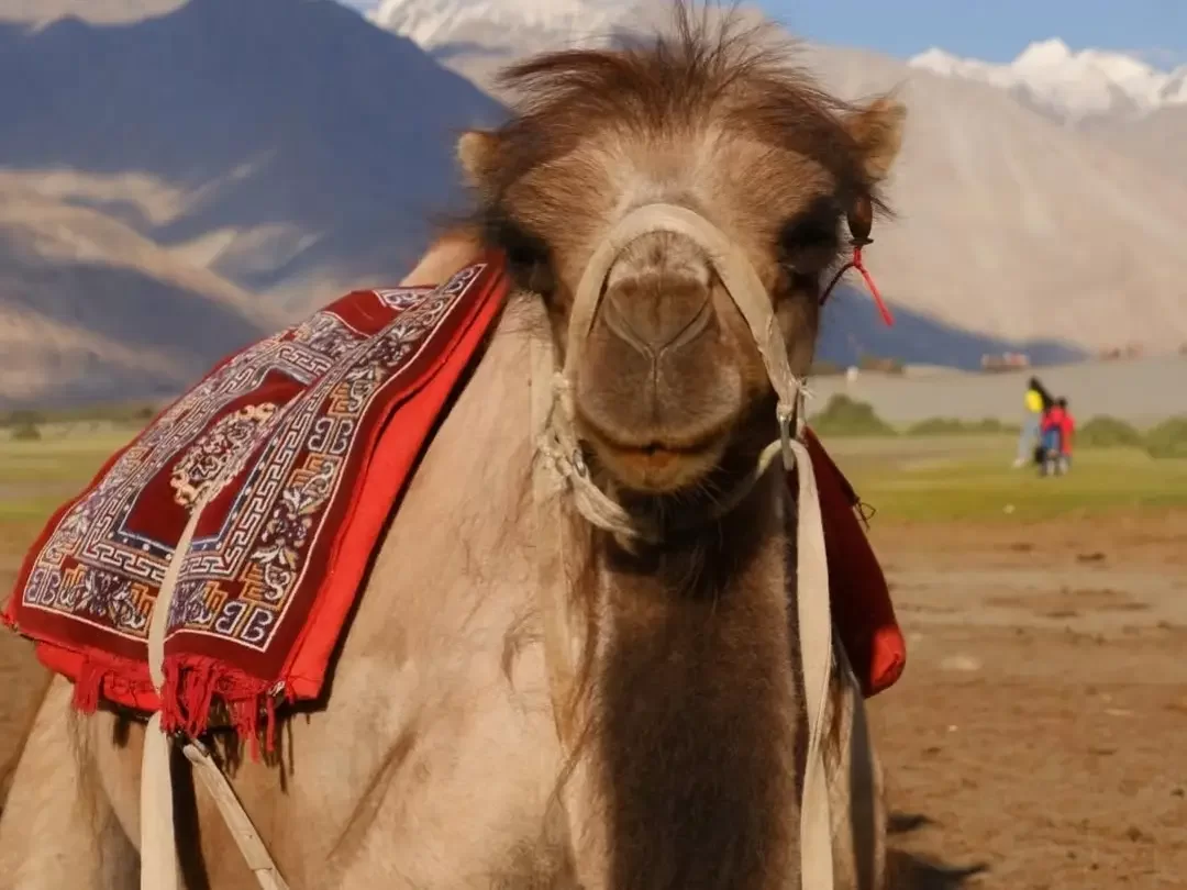Closeup Bactrian camel ornate red embroidered saddle Ladakh mountains sand dunes backdrop Hunder Nubra Valley double hump camel safari Diskit Leh tour package adventure photography icon.
