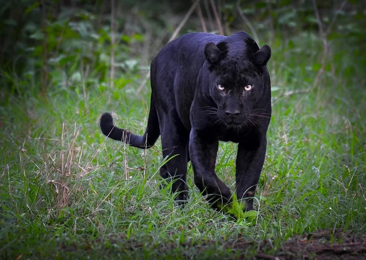 Kabini Wildlife Sanctuary in Kabini featuring a rare black panther prowling through lush green grassy forest, perfect wildlife experience with Kabini tour package.