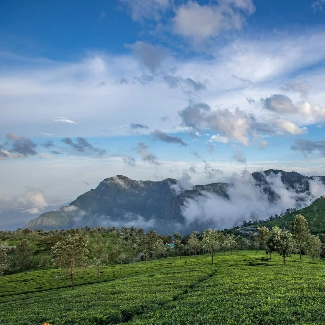 Tea estates view from Lambs Rock Viewpoint Coorg during sunny day, featuring green fields, distant misty mountains, trees, clouds, perfect panoramic experience Karnataka tour packages.