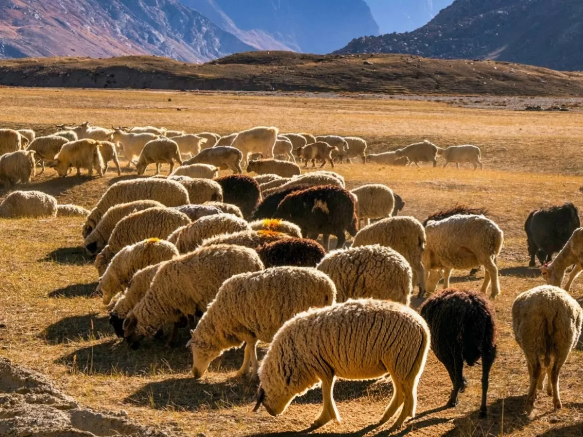 Golden hour shepherd flock of sheep grazing golden meadows near Padum village Zanskar Valley Ladakh, featuring rugged peaks, perfect rural Zanskar tour package. 
