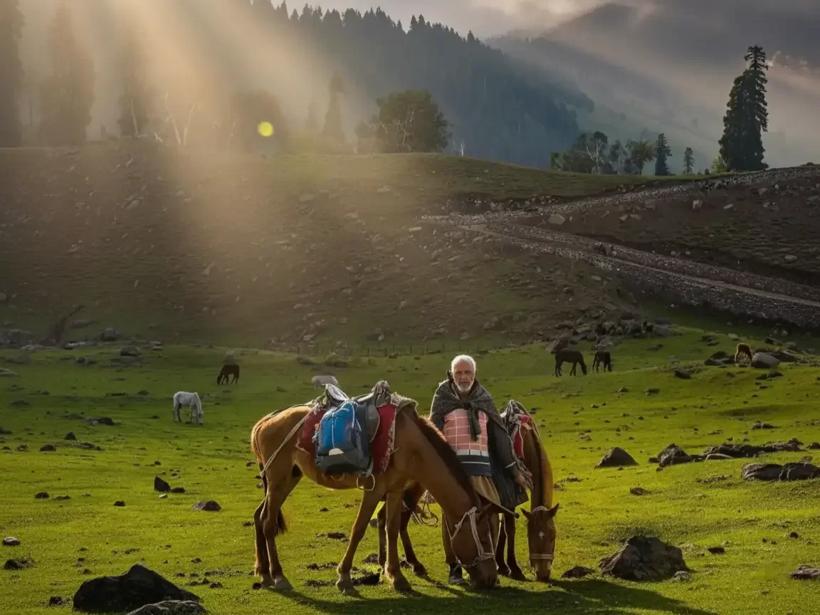 Pahalgam Jammu Kashmir golden hour sunlight elderly woman loaded ponies grazing horses pine hills green meadows Jammu Kashmir tour packages.