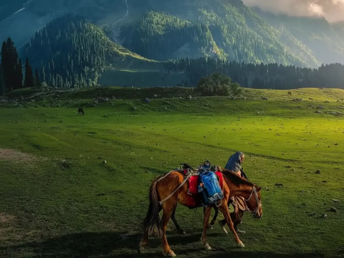Pahalgam Jammu Kashmir golden hour sunlight loaded ponies shepherd pine trees mountain hills green meadows Jammu Kashmir tour packages. 