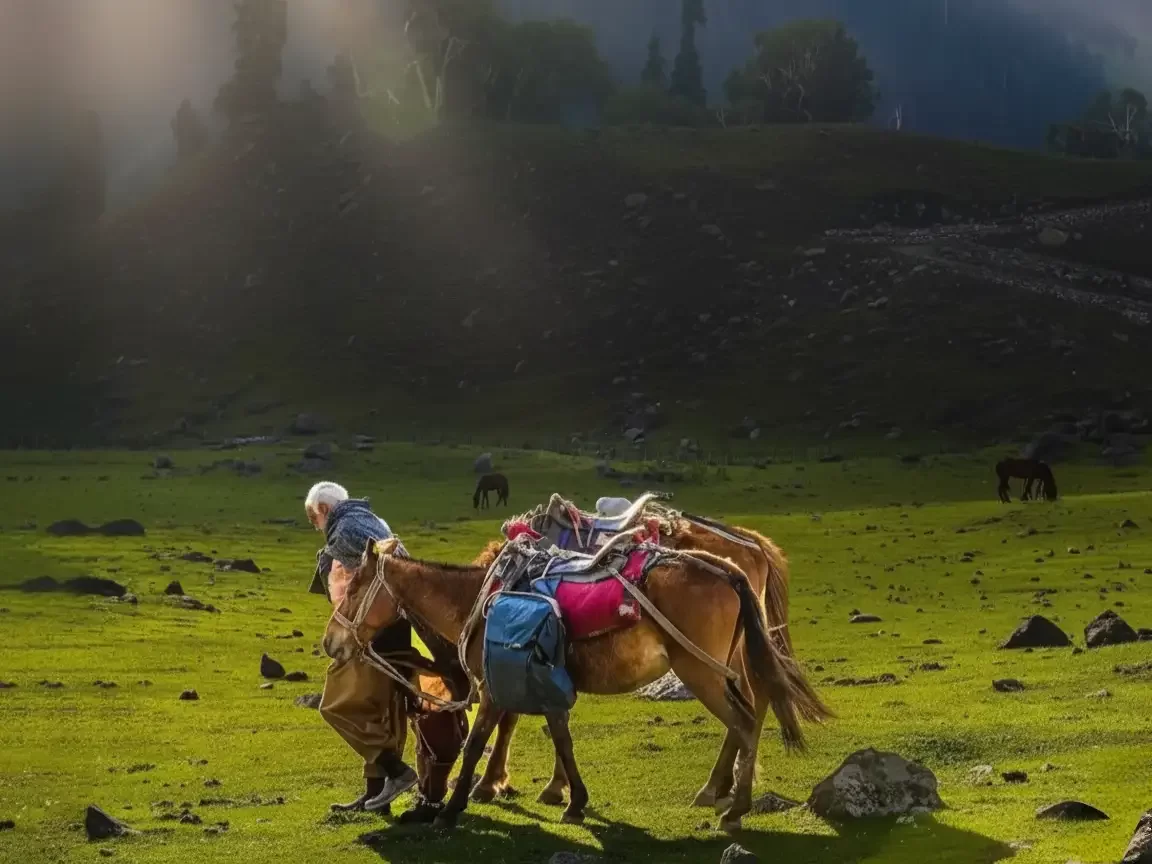 Pahalgam Kashmir golden sunlight shepherd loaded ponies green meadows pine hills distant horses Jammu Kashmir tour packages.