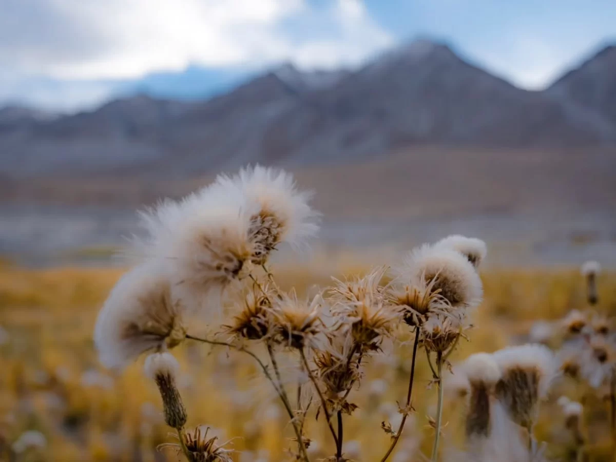 Ladakh Pangong Tso Lake foreground closeup fluffy white thistle flowers dry grass brown barren rocky Himalayan mountains cloudy blue sky high altitude flora scenic landscape nature photography adventure tour package.