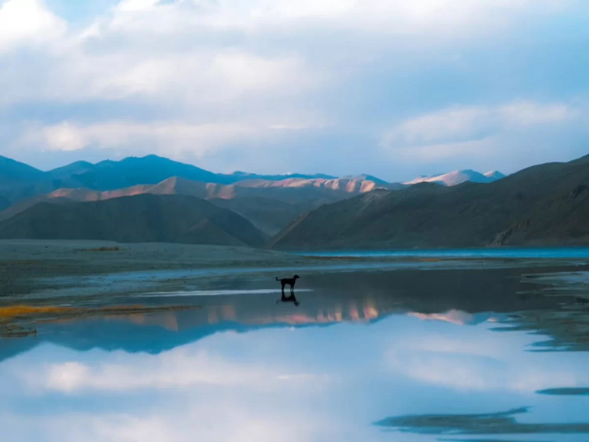Ladakh Pangong Tso Lake silhouette black dog standing shallow turquoise blue brackish water perfect reflection brown barren Himalayan mountains cloudy pale blue sky high altitude wildlife scenic adventure tour package. 