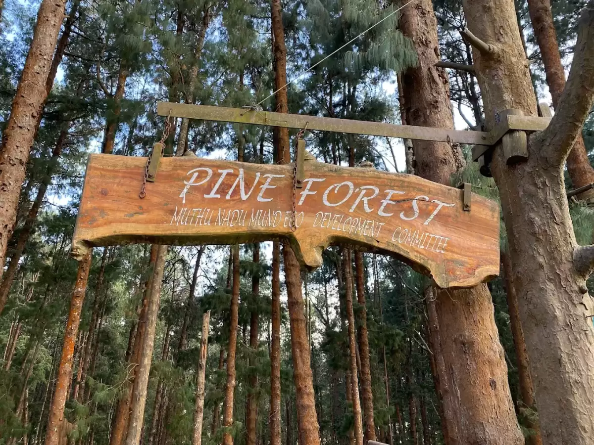 Pine Forest Ooty 