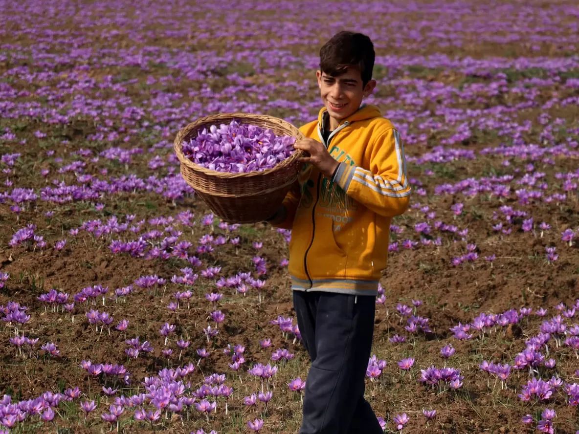 Pampore saffron fields young farmer boy holding basket of purple crocus flowers amid vast blooming fields, perfect Kashmir tour packages.