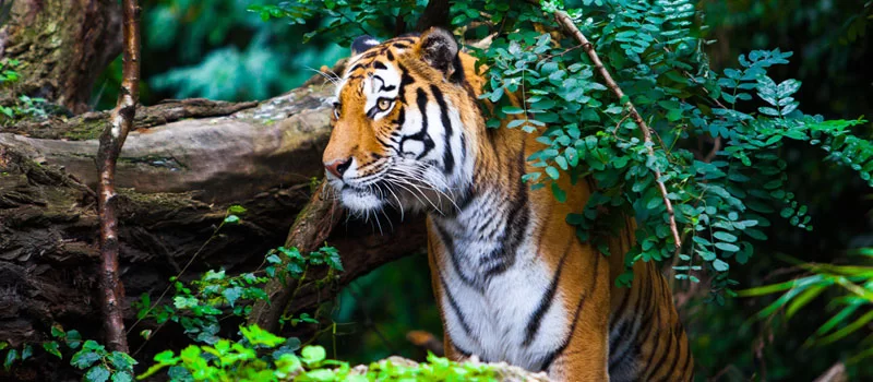 Satkosia Tiger Reserve