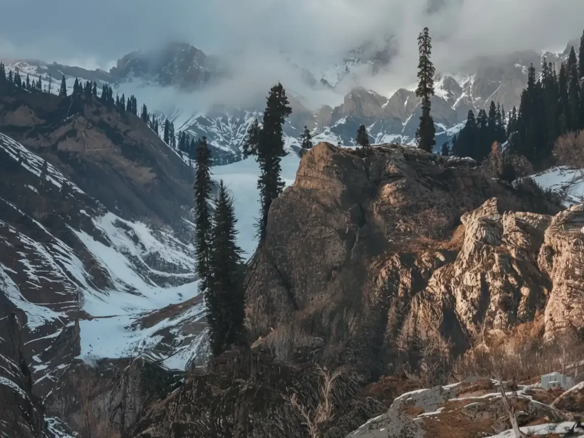 Pine trees at Sonamarg valley during misty morning, featuring snowy peaks & glaciers, perfect adventure experience Kashmir tour packages.