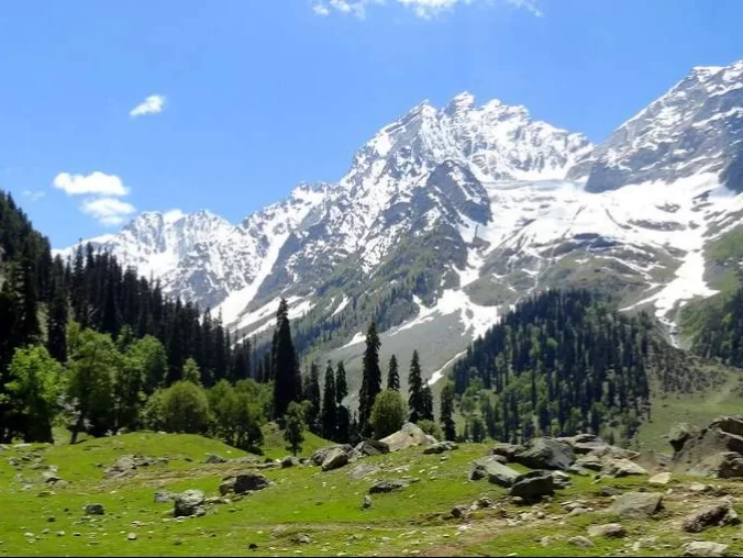 Pine forests at Sonamarg during clear sky, featuring glacier peaks & lush grasslands, perfect adventure experience Kashmir tour packages. 