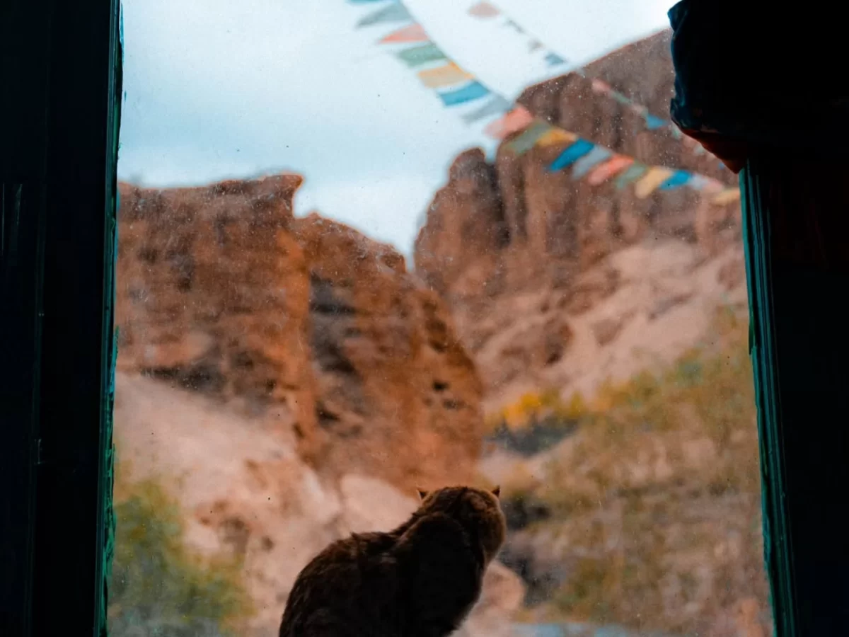 Cat peeking through window overlooking Srinagar Leh Highway canyon in Ladakh during partly cloudy day, featuring colorful prayer flags rocky cliffs, perfect scenic road trip experience with Srinagar Leh Highway tour package. 
