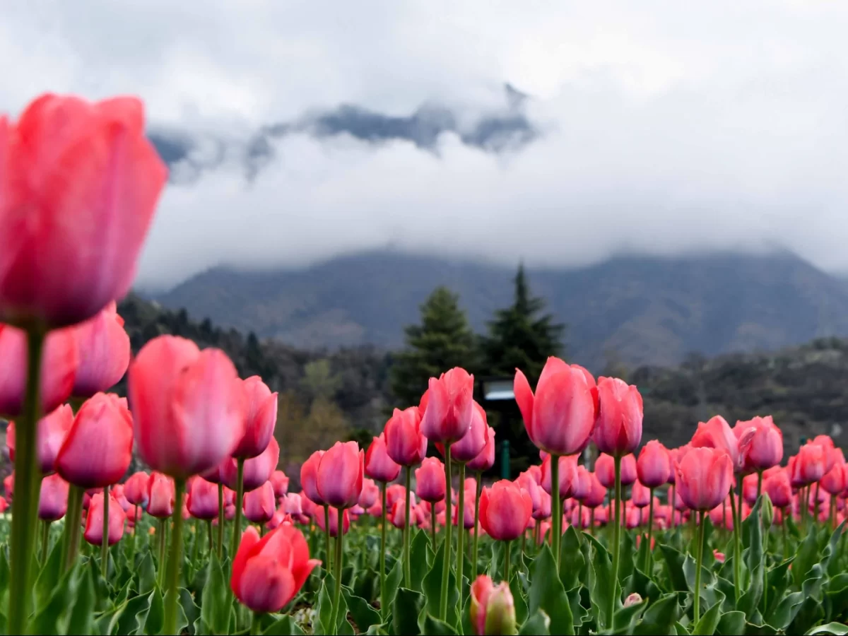 Pink tulips at Srinagar tulip garden during misty morning, featuring misty mountains and pine trees, perfect romantic experience in Srinagar tour package.
