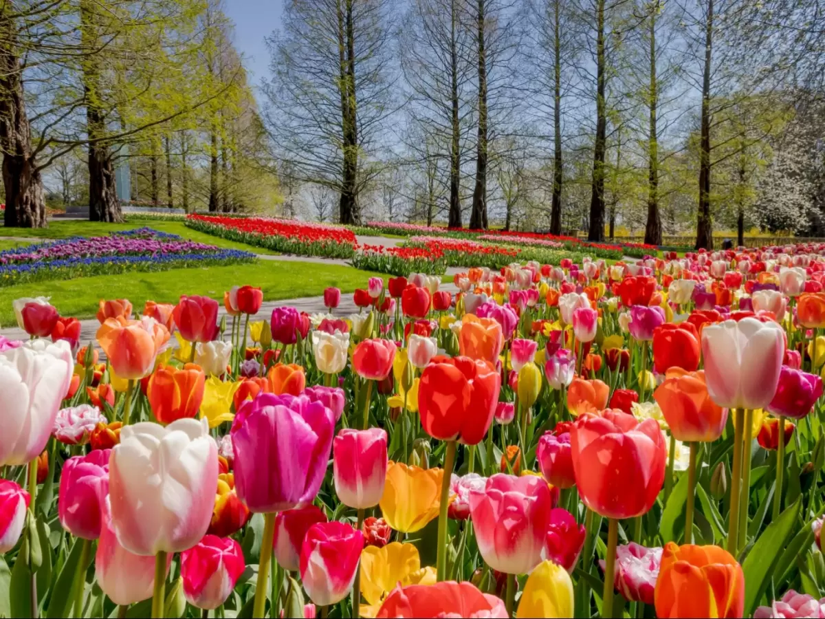 Vibrant multicolored tulips at Srinagar garden during sunny spring, featuring pathways, trees and flower beds, perfect romantic experience in Srinagar tour package. 
