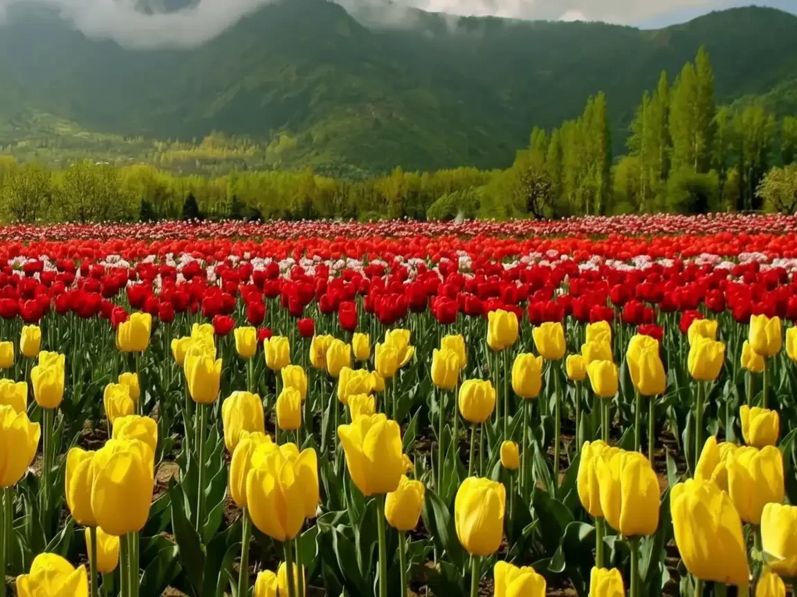 Red and yellow tulip fields at Srinagar garden during misty spring, featuring mountains and green trees, perfect romantic experience in Srinagar tour package.