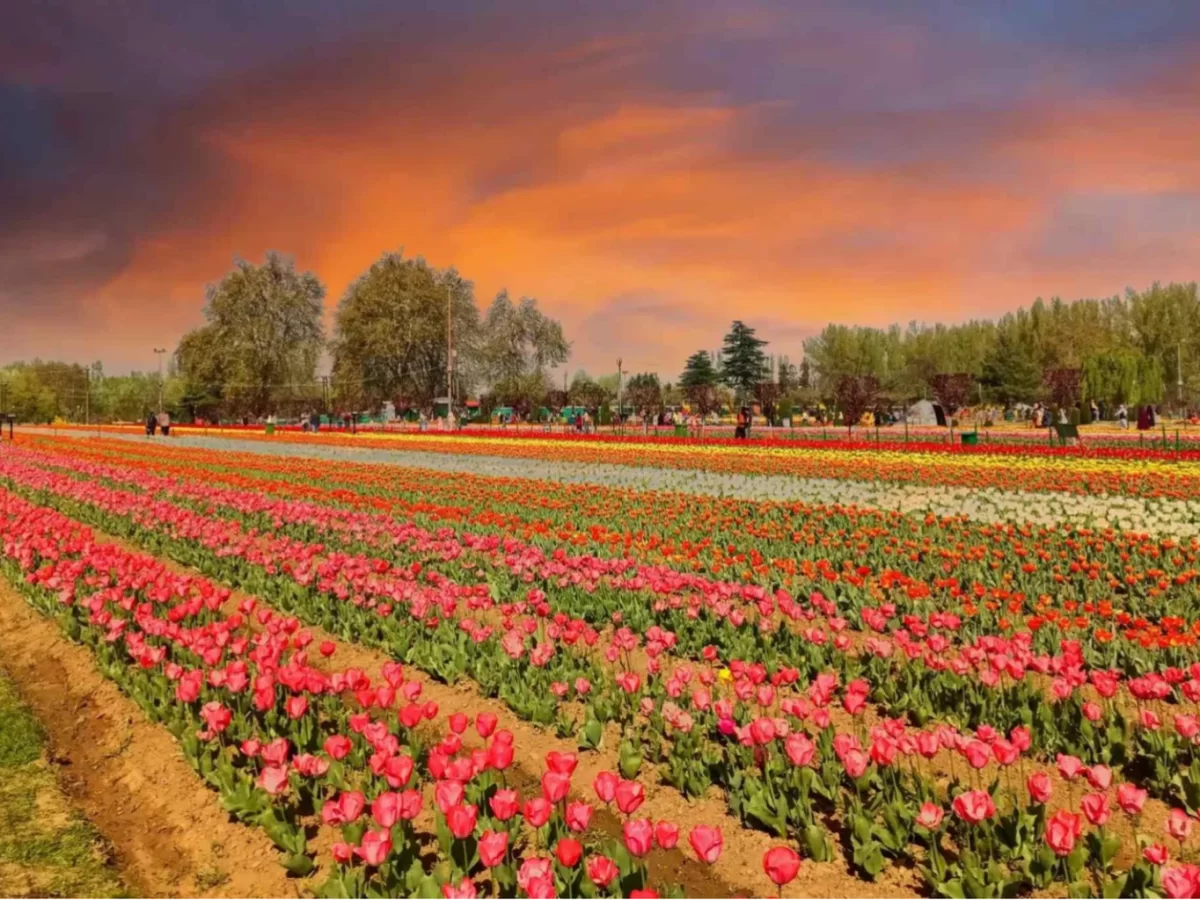 Colorful tulip fields at Srinagar garden during sunset, featuring striped flower beds, trees and visitors, perfect romantic experience in Srinagar tour package. 