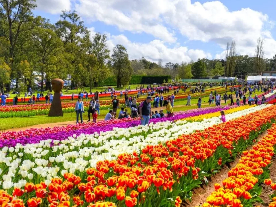 Crowded tulip garden in Srinagar during sunny spring, featuring colorful flower fields, sculptures and visitors, perfect romantic experience in Srinagar tour package. 