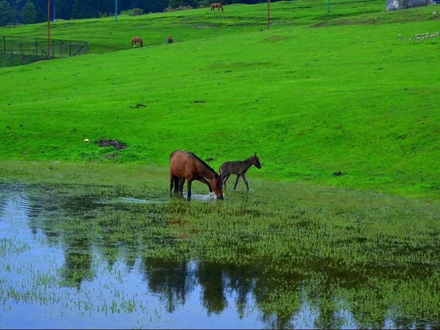 Yusmarg horses grazing during sunny day Kashmir, featuring brown mare foal drinking water green meadows distant horses hills backdrop, perfect Kashmir tour packages.