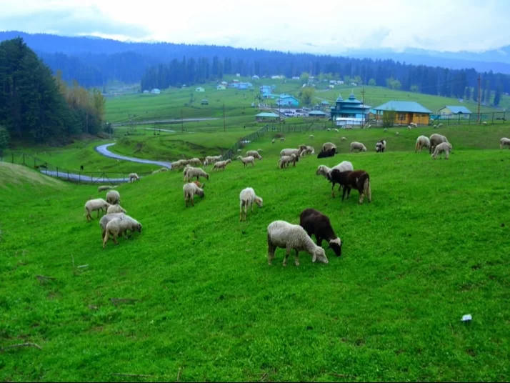 Yusmarg sheep grazing during cloudy day Kashmir, featuring white brown sheep herd green meadows stream huts pine distant hills, perfect Kashmir tour packages.