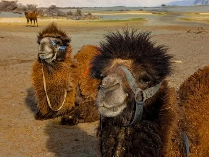 Bactrian double-hump camels fluffy shaggy fur halters resting Hunder cold desert barren landscape distant mountains Nubra Valley Ladakh camel safari tour package Diskit Leh perfect wildlife adventure. 