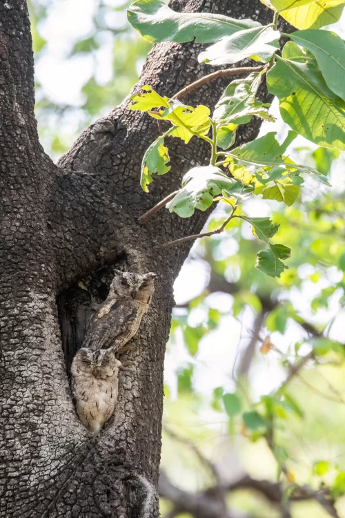 Pench Tiger Reserve owl perched on tree trunk in dense forest wildlife sanctuary in Madhya Pradesh tour packages
