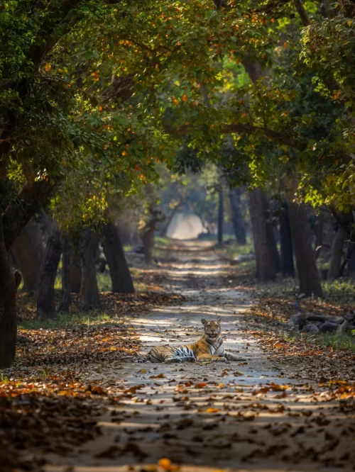 Bengal tiger resting on a forest trail surrounded by lush greenery in Jim Corbett National Park, Uttarakhand, a प्रमुख wildlife destination featured in Uttarakhand tour packages.