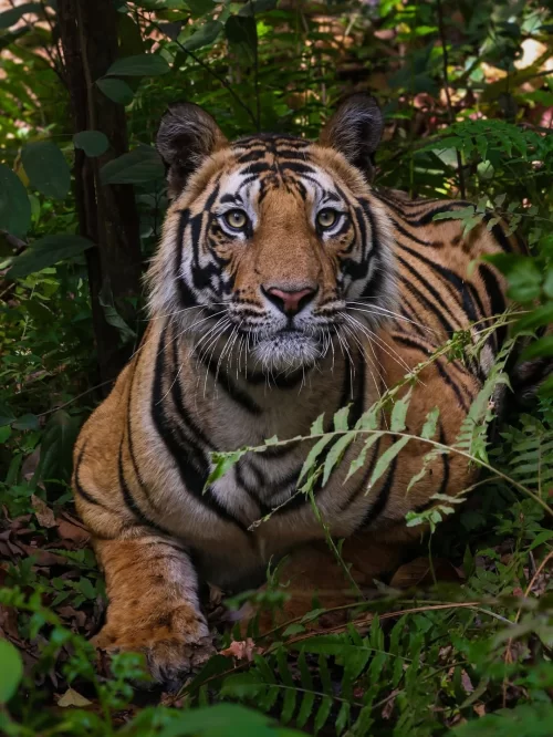 Royal Bengal tiger resting amidst dense green forest foliage in India, showcasing rich wildlife and jungle safari experiences included in India tour packages.