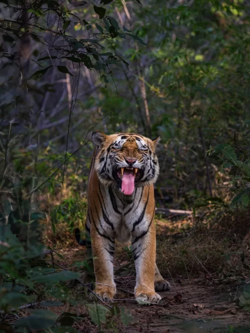 Majestic Bengal tiger walking along a forest trail in Jim Corbett National Park, Uttarakhand, showcasing thrilling wildlife safari experiences included in Uttarakhand tour packages.