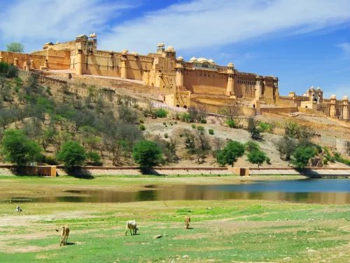 Panoramic view of Amber Fort in Jaipur Rajasthan on hillside overlooking lake with grazing camels foreground sparse green vegetation blue sky scattered clouds, perfect Rajasthan tour package.