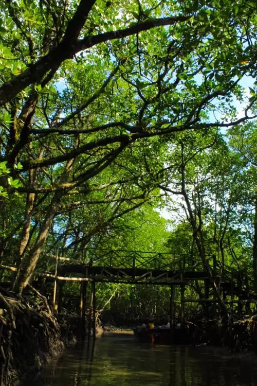 Mangrove forest creek in Andaman Islands with wooden bridge and lush greenery showcasing eco tourism in Andaman tour packages