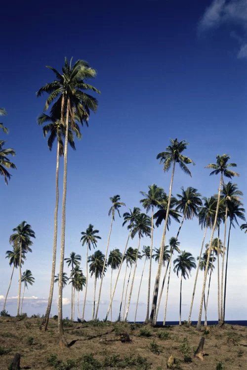 Tall coconut palm trees along the coast in Andaman Islands with clear blue sky showcasing tropical beauty in Andaman tour packages
