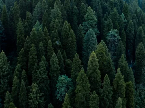 Aru Valley Pahalgam Kashmir aerial dense pine forests Himalayan mountains, lush green conifers blue dusk meadows trekking trails, perfect Jammu Kashmir Aru pine woodland package.