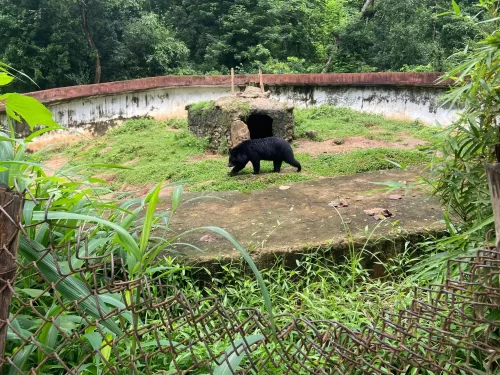 Asiatic black bear at Assam State Zoo cum Botanical Garden Guwahati during daytime, featuring enclosure trees den bamboo, perfect wildlife experience Assam tour package.