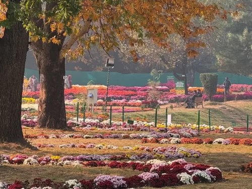 Bagh-e-Gul-e-Dawood Srinagar chrysanthemum garden with vibrant seasonal flower beds and autumn foliage in Kashmir