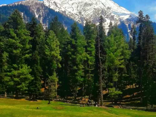 Baisaran Valley Pahalgam scenic meadow surrounded by pine forests and snow-capped Himalayan mountains in Kashmir
