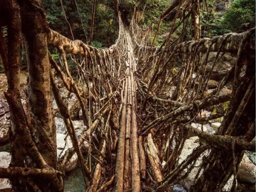 Bamboo Bridge Daporijo traditional living root and bamboo bridge surrounded by dense forest in Arunachal Pradesh Package.