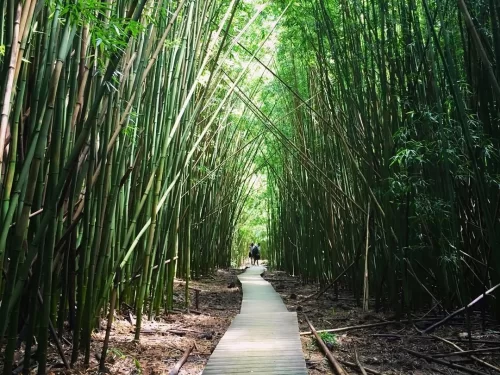 Bamboo Grove lush green bamboo forest pathway offering serene nature walk experience in Arunachal Pradesh Package.