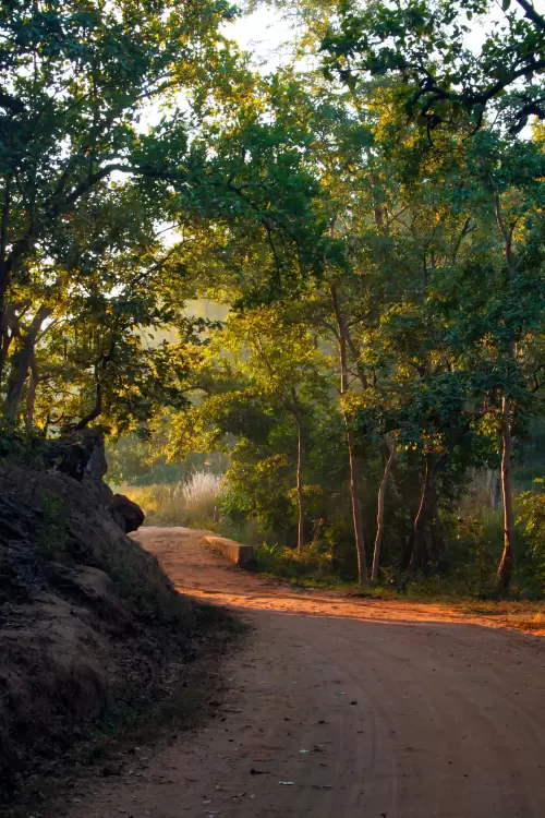 Bandhavgarh National Park dense forest safari trail and wildlife sanctuary in Madhya Pradesh tour packages