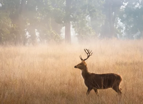 Bandhavgarh National Park sambar deer stag in misty morning grasslands under golden light, perfect wildlife heritage experience with Madhya Pradesh tour packages.