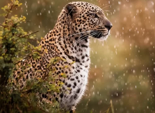 Bandhavgarh National Park leopard profile in monsoon rain amid golden foliage, rare elusive sighting perfect for Madhya Pradesh tour packages.