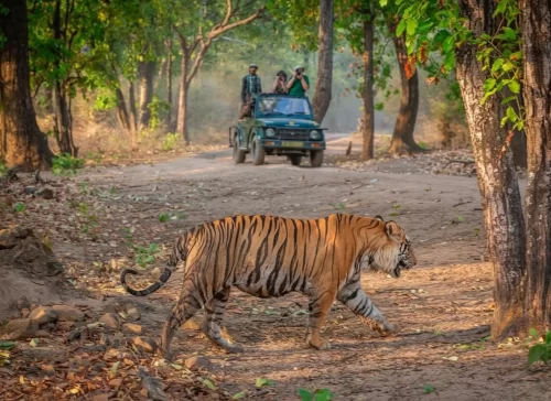 Bandhavgarh National Park majestic tiger crossing safari track with tourists in jeep amid sal forest, thrilling wildlife adventure perfect for Madhya Pradesh tour packages.