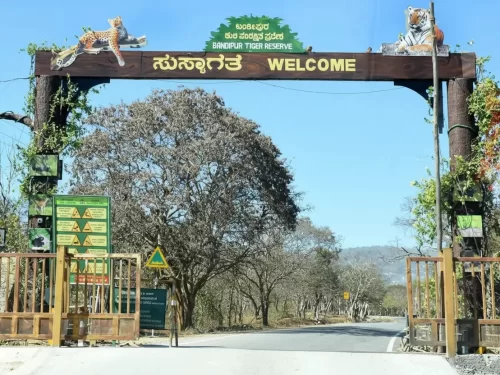 Bandipur National Park, renowned tiger reserve and wildlife sanctuary in Karnataka, part of Nilgiri Biosphere Reserve