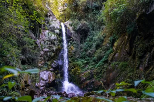 Barshangarh Waterfall Shangarh Meadows during golden hour sunlight, featuring cascading falls dense forest rocky cliffs greenery, perfect adventure experience Sainj Valley Himachal tour package.