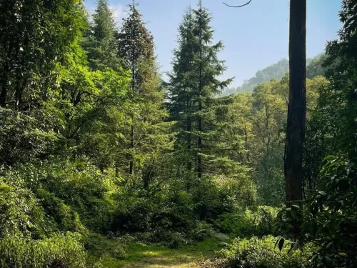 Benog Wildlife Sanctuary Mussoorie lush green forest trail with tall deodar trees and Himalayan foothills scenery