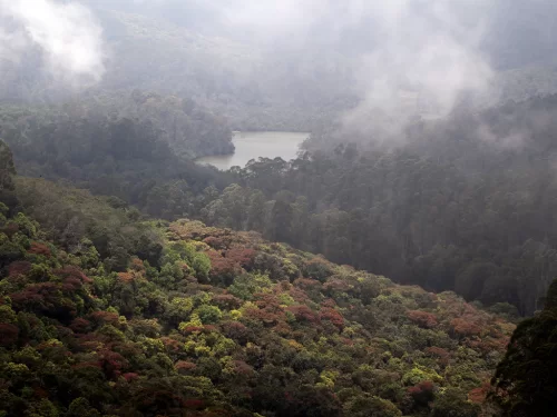 Berijam Lake at Kodaikanal during misty morning, featuring serene waters, forested hills, shola forests, perfect romantic experience Tamil Nadu tour packages.