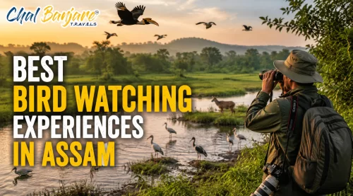 BestBirdWatchingExperiencesinAssam_17804009610.webp