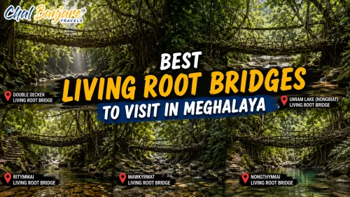 Best Living Root Bridges to Visit in Meghalaya