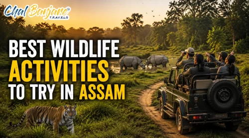 Best Wildlife Activities to Try in Assam